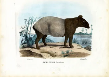 Malayan Tapir, 1863-79